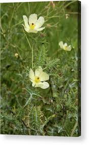 Image result for Argemone ochroleuca