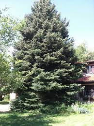 Whether you call pruning away the lower branches of a tree limbing up, skirting or raising the crown, the practice is a matter of debate in horticultural circles, especially when it comes to. Limbing Up A Spruce 193937 Ask Extension