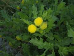 Image result for Grangea