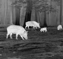 Night Time Thermal Hog Hunting |