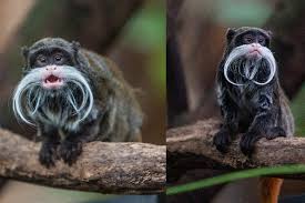 Check spelling or type a new query. Hair To Stay National Zoo Welcomes 2 Tiny Mustachioed Monkeys Wtop