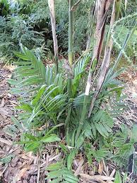 Image result for Chamaeclitandra henriquesiana