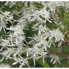 Maybe you would like to learn more about one of these? Buy Ranjai Plant Clematis Ligusticifolia Online At Plantsguru Com