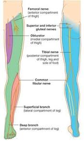 The main nerves of the legs that are most often affected and result in numbness include the sciatic rarity: 14 Ionm Ideas Anatomy And Physiology Massage Therapy Physiology