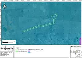 Image result for Chascanum adenostachyum