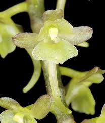 Image result for Rhipidoglossum ovale