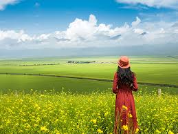 Flowers scenery free stock photos download 11 977 free stock photos for commercial use format hd high resolution jpg images. Menyuan Rapeseed Flower Scenic Spot See Canola Flowers In Qinghai