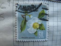 Image result for Oncoba