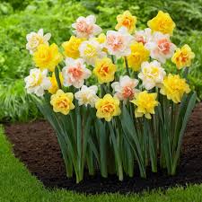 Double Narcissus Daffodil Mix Daffodil Bulbs Planting Bulbs Bulb Flowers