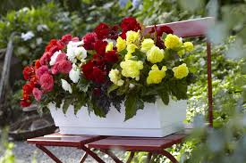 Tuberous begonias are sensitive to cold. Tuberous Begonias How And When To Start Them Indoors Longfield Gardens
