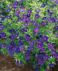 Image result for Anagallis kochii