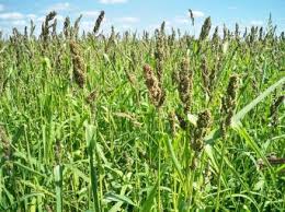 Image result for Urochloa leersioides