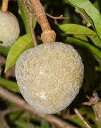 Image result for Annona reticulata