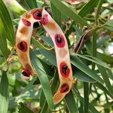 Image result for Sonchus dregeanus