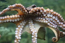 Image result for Octolepis