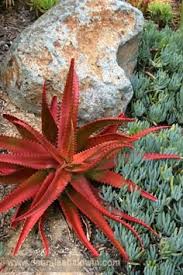 Image result for Aloe cameronii × greatheadii