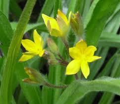 Image result for Hypoxis sp. A (as per FZ 12-3)