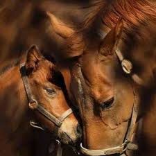All The Animals Need Is Love Horses Horse Love Animals