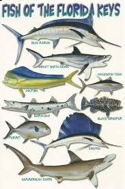 Black And White Striped Saltwater Fish Florida Modern Nouvelle Postcard Fish Of The Florida Keys Ocean Fishing Fish Cool Fish