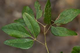 Image result for Rhoicissus revoilii