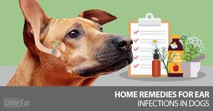 Dog Ear Infections Natural Remedies That Work Dogs Naturally Dogs Ears Infection Dog Ear Infection Remedy Ear Infection Home Remedies