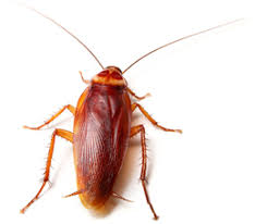 If you have reason to suspect you might have a termite problem, or need termite control in plano, you probably already know that the quicker you act, the better the chances are that you can stop damage before it becomes serious. Plano Dallas Tx Pest Control Plano Dallas Tx Exterminators Plano Dallas Tx Bed Bugs Pest Control Plano Dallas Tx Bed Bugs Exterminators Plano Dallas Tx Bedbugs Pest Control Plano Dallas Tx Bedbugs