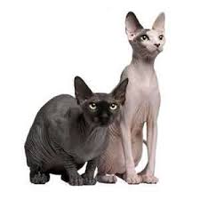 See more of sphynx cats for sale near me on facebook. Sphynx Kittens For Sale By Reputable Breeders Pets4you Com