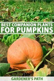 Prepare the soil in early spring, as soon as the ground is warm. Best Companion Plants To Grow With Pumpkins Gardener S Path