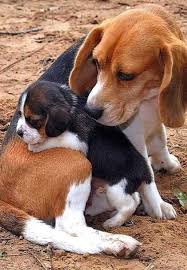 Mum And Her Pup Honden Leuke Honden Honden En Puppies