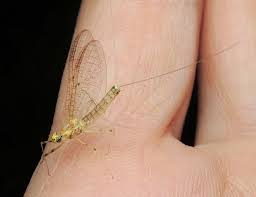 Image result for Macrotyloma stenophyllum