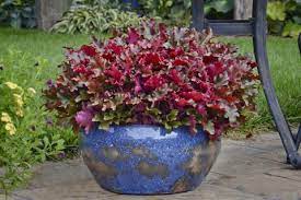 The plant actually performs better in my containers than in my beds, perhaps because of the excellent drainage. 10 Container Gardening Ideas Best Plants For Containers