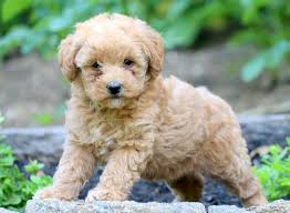 $200 additional for a puppy during the christmas season (going home in dec. Ally Labradoodle Miniature Puppy For Sale Keystone Puppies