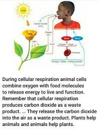 Check spelling or type a new query. What Do Animals And Plants Produce In Cellular Respiration Brainly In