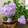 Hydrangea pohon adalah semak asli amerika utara. 1