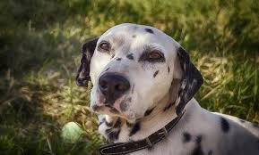 Rodenticide toxicity is a very common issue for pet and wildlife medicine, alike. Insecticide Poisoning In Dogs A Guide Canna Pet
