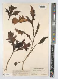 Image result for Gynura pseudochina