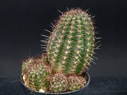 Image result for Cavacoa aurea