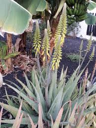 Check 'lidah buaya' translations into english. Aloe Vera Aloe Vera Plants Kew