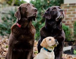 Browse and find labrador puppies today, on the uk's leading dog only classifieds site. Home Brookline Labrador Retriever Rescue Brookline Labrador Retriever Rescue