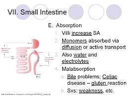 Digestive System J Hinson Human Anatomy And Physiology