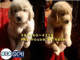 For more information please take a look at the golden retriever dog breed information section which includes an overview, history and origin, temprement, training, grooming, health, children and other pets and exercise needs of. Golden Retriever Puppies Available For Sale At Kolkata Kolkata Free Classifieds