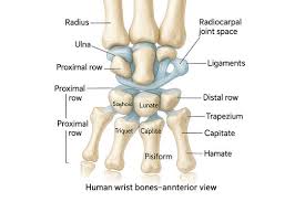 Image result for Pisiform Bone
