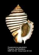 Image result for Pseudopod Ospermum