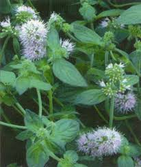 Image result for Mentha aquatica