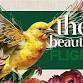 The Beauty of Flight - Book Release