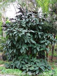 Check spelling or type a new query. Clerodendrum Quadriloculare