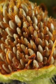 Image result for Drypetes arguta