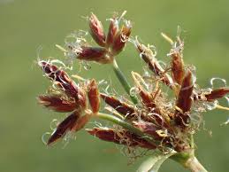 Image result for Cyperus rotundus