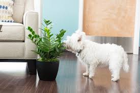Maybe you would like to learn more about one of these? Ask The Vet 10 Common Toxic Houseplants To Dogs Southeastern Guide Dogs