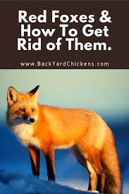 What repels foxes from neighborhoods? Red Foxes How To Get Rid Of Them Red Fox Fox How To Get Rid